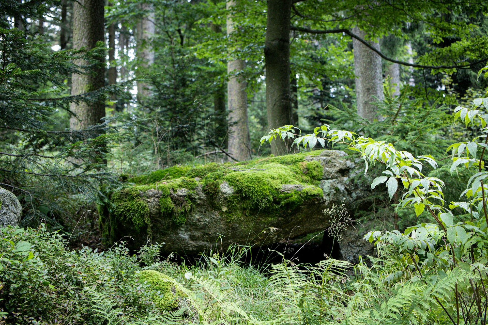 green moss on brown tree trunk